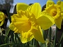 Narcisser  
  
2008 2008-04-26 Bild 077
